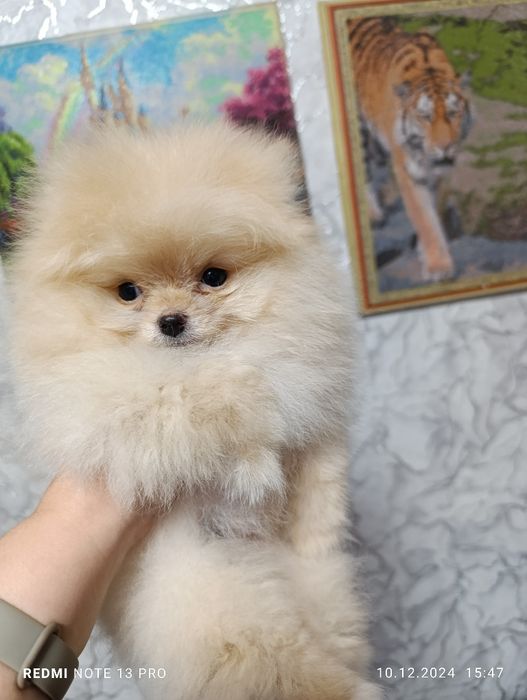 Щенки померанского шпица