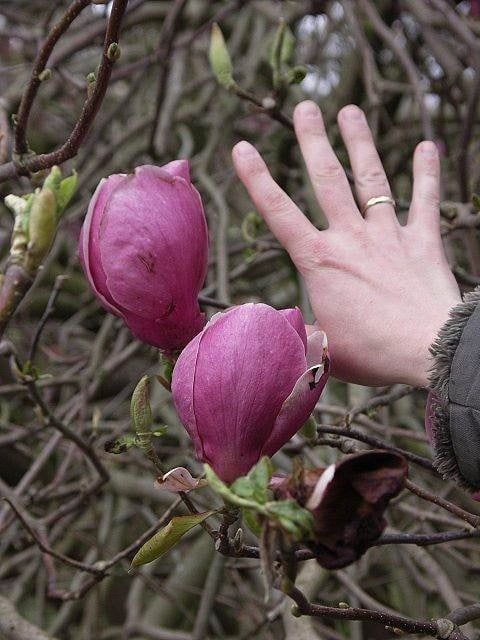 Магнолия Леней  (НОВО!) 100/120см