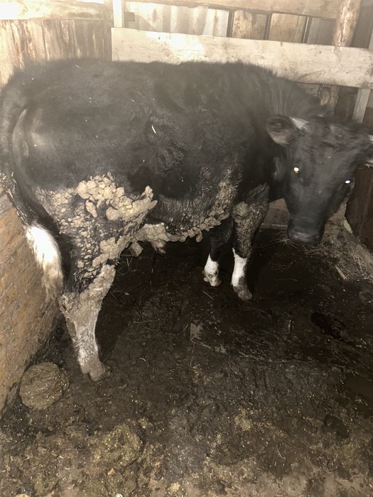 Продам бычка 9 месяцев