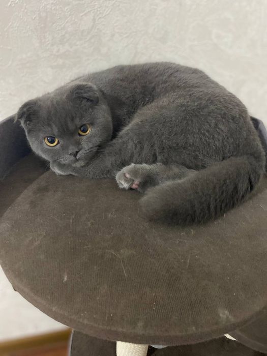 Shotlonskiy stroyt mushuki sotiladi sogʻlom lotoq biladi erkak