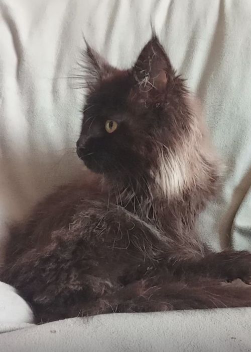 Грациозная пантера