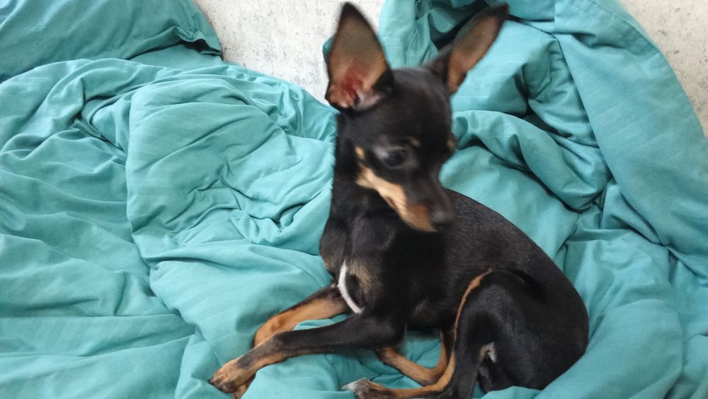 Русский той терьер