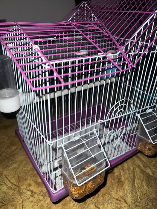 Волнистый попугай