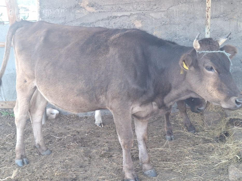 Продаются коровы