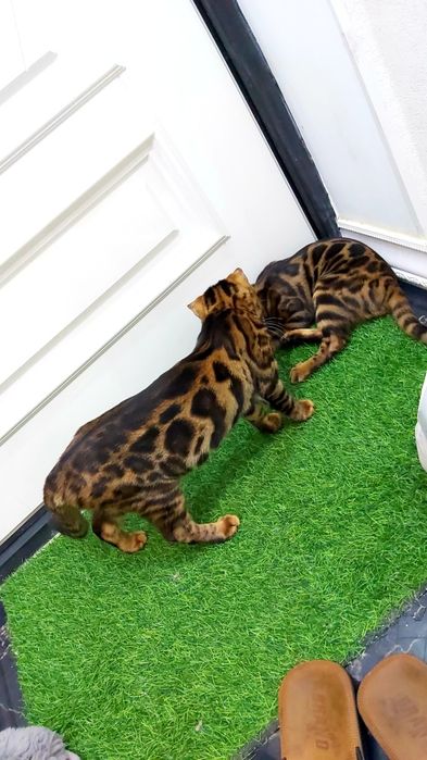 Редкие Бенгалы- шоу класс! Котята