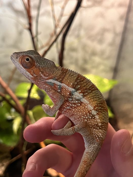 Vand 2 cameleoni cu terariu