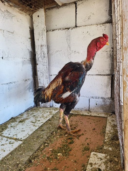 Сатамын дакан кораз 35000