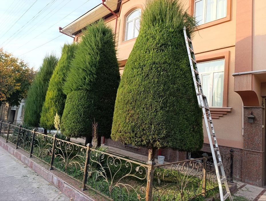 Archa kesish dorilash va gazon ikish
