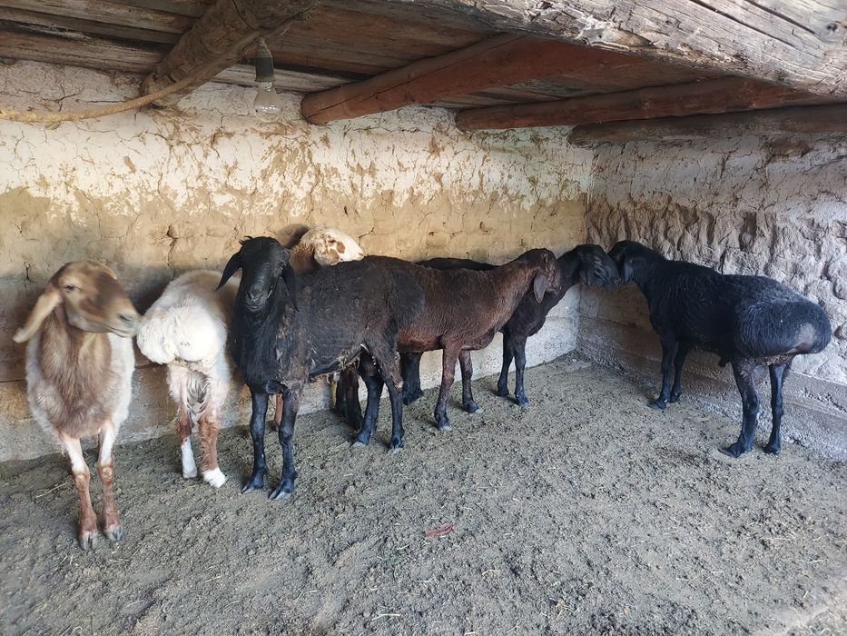 Қошқар сатылады  ..