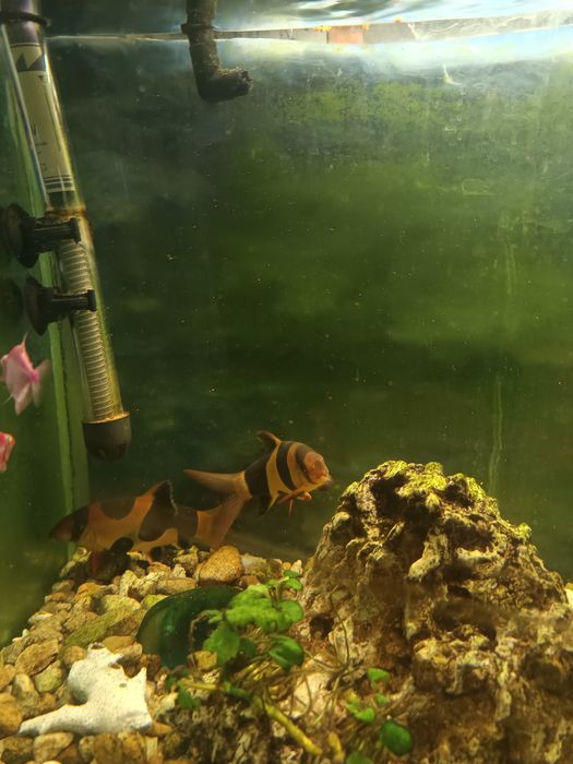 Продавам Аквариум с рибки