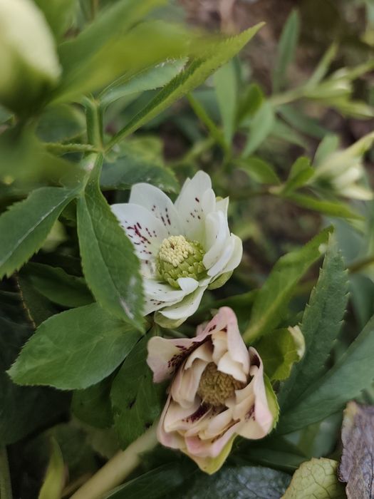 Персиковый махровый морозник