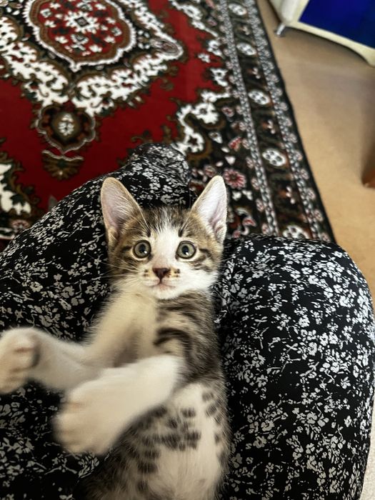 Отдам котенка в добрые руки