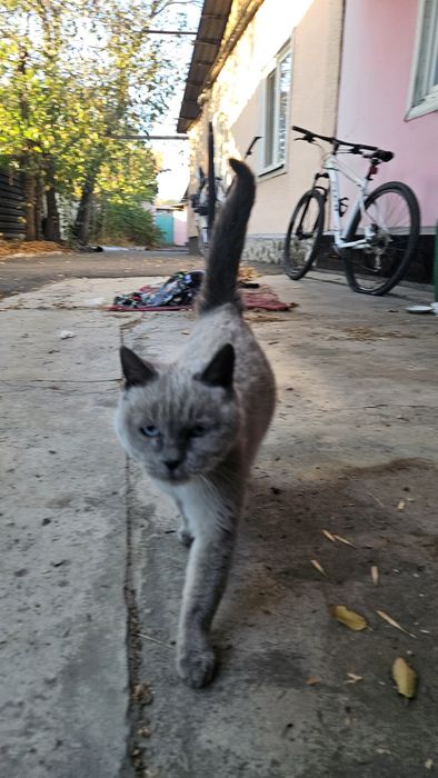 Отдам сиамскую кошку