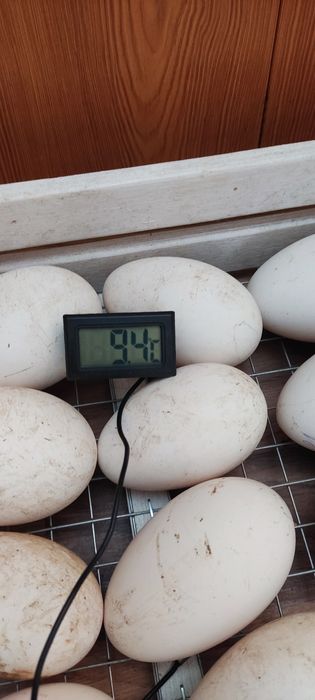 Инкубационное яйцо.