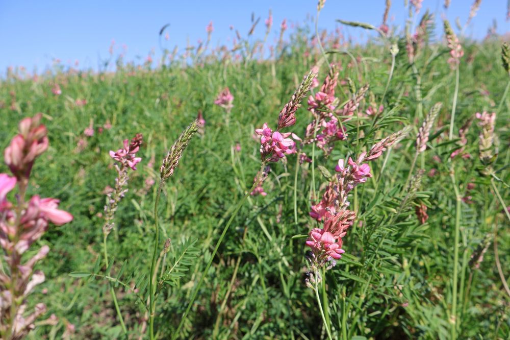 Sămânță Sparceta Certificata, Bromus inermis, Amestec furajer, Iarba