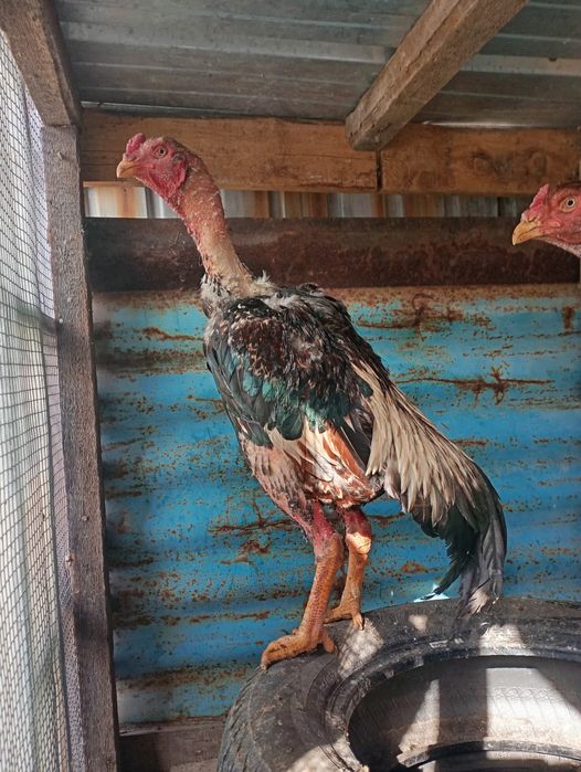 Дакан. Ннннннннннннн