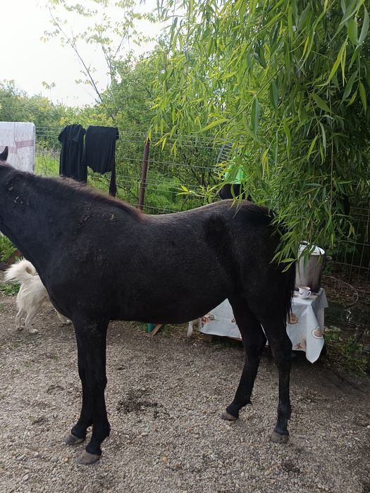 Manză de vânzare 7 luni