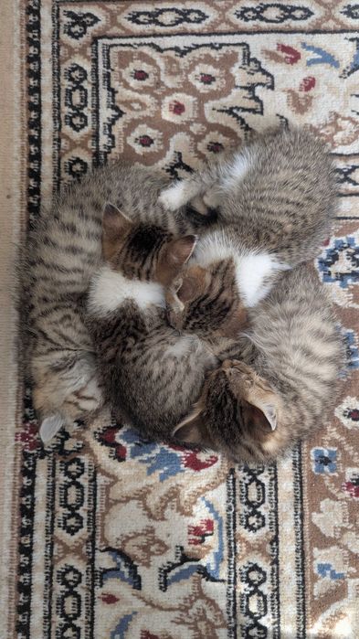 Ищем 4 людей для 4 котят