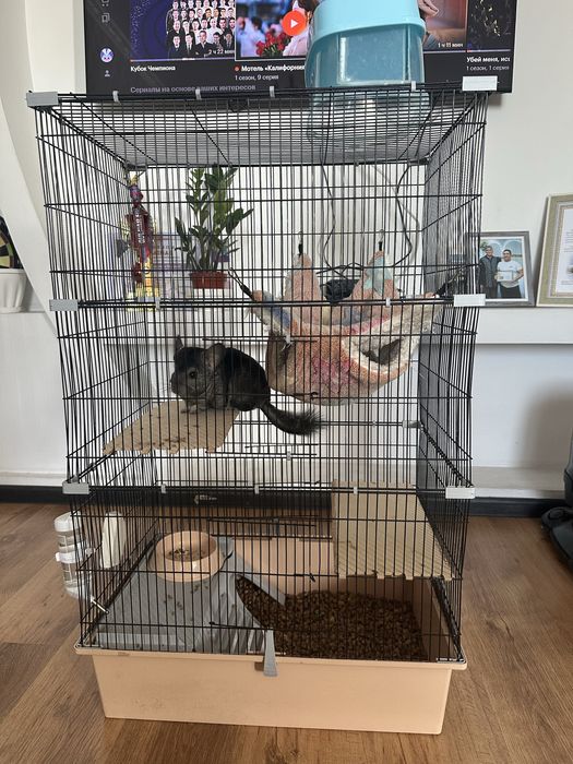 Продам шиншилла вместе клетками со всеми