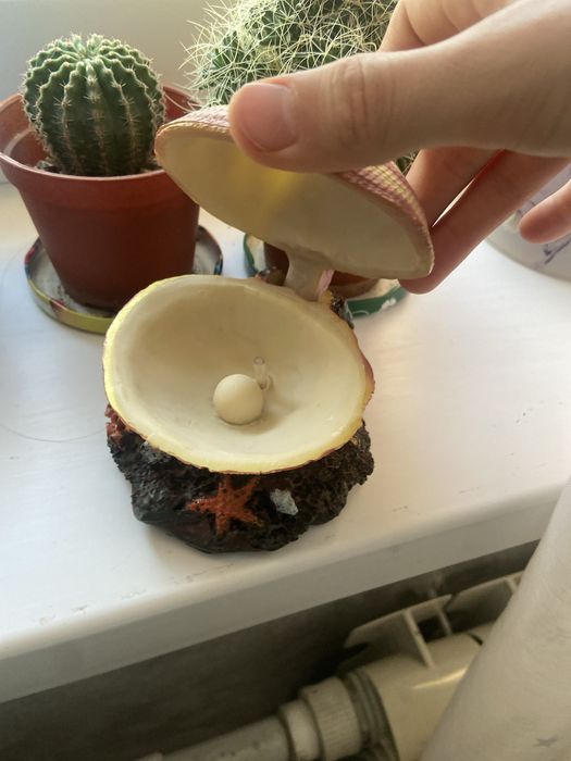 Ракушка декарауия в аквариум