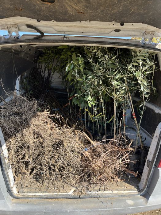 Овощен Разсадник Радослав Чотров "фитосанитарен сертификат " !