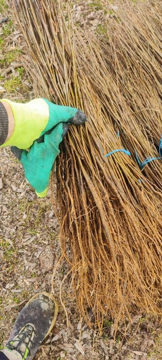 Salcâm frasin paltin fag carpen mesteacăn tei brad pin molid