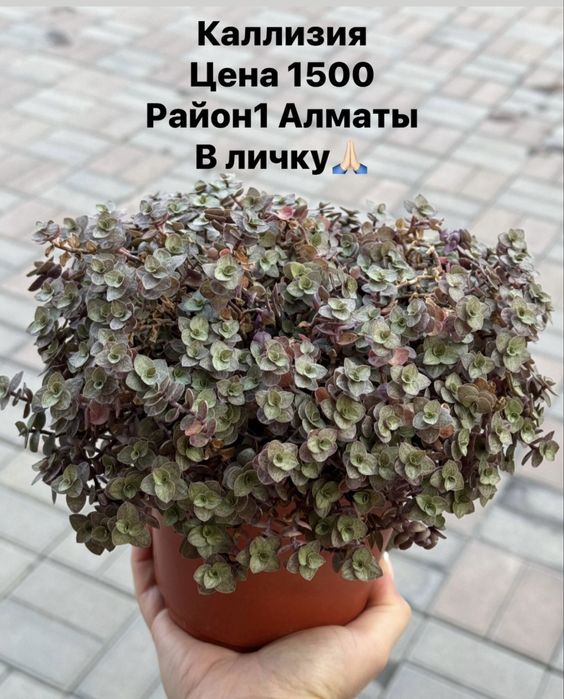 Продам комнатные цветы бегонии, олеандр