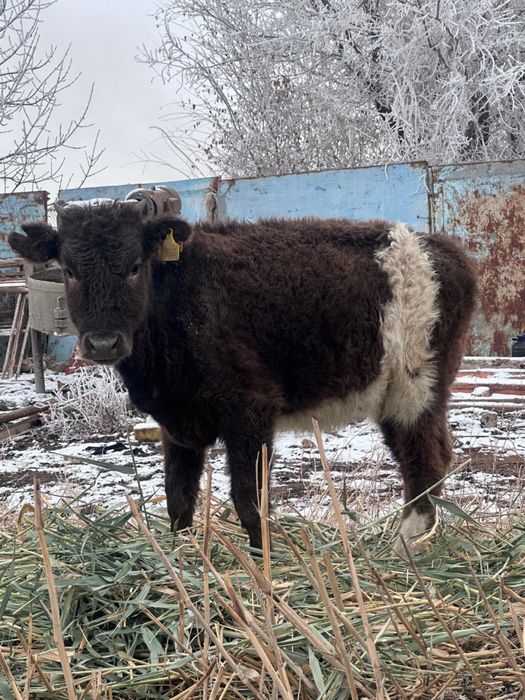 Екі ұрғашы баспақ