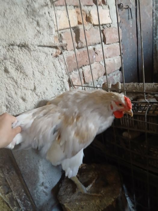 Vand pui diferite varietăți 5 luni