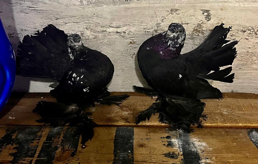 Продам голубей статных