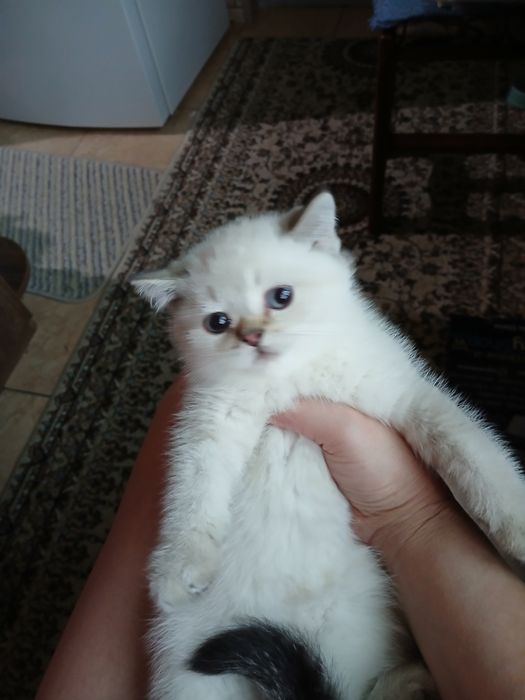 Продаю чистокровных котят шиншилы