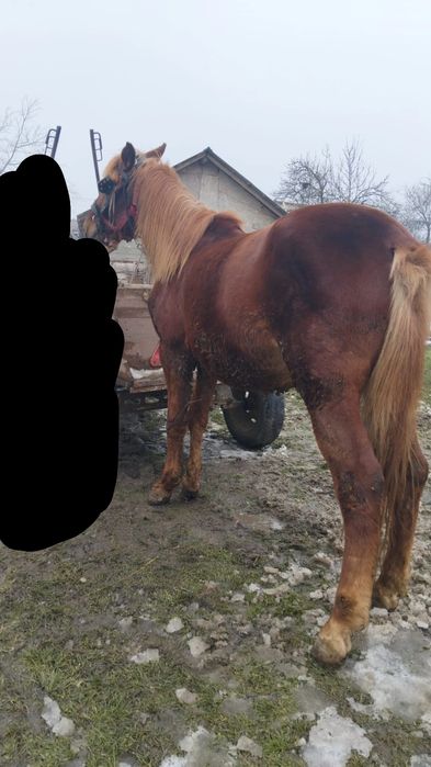 Vând armăsar de doi ani!!