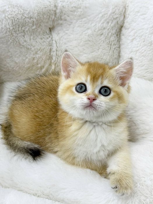 Британская золотая шиншилла