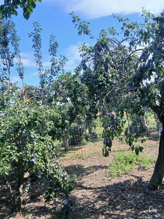 Vanzare prune tuica