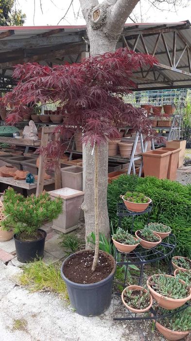 Artar japonez frunzis spectaculos livrare rapida in toata tara