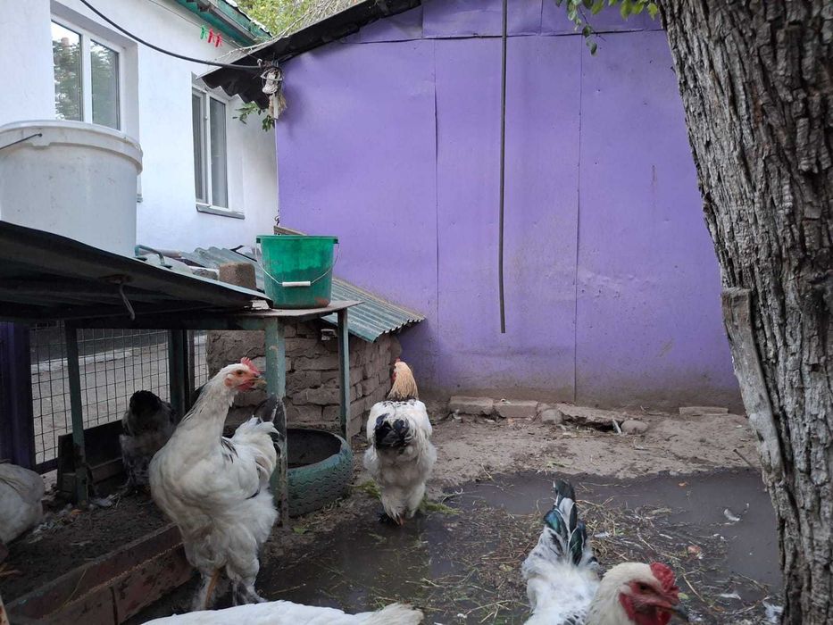 Колумбиский брам, молодые петушки