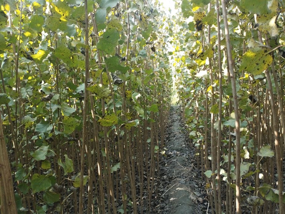 Terak kochat cheklanmagan miqdorda