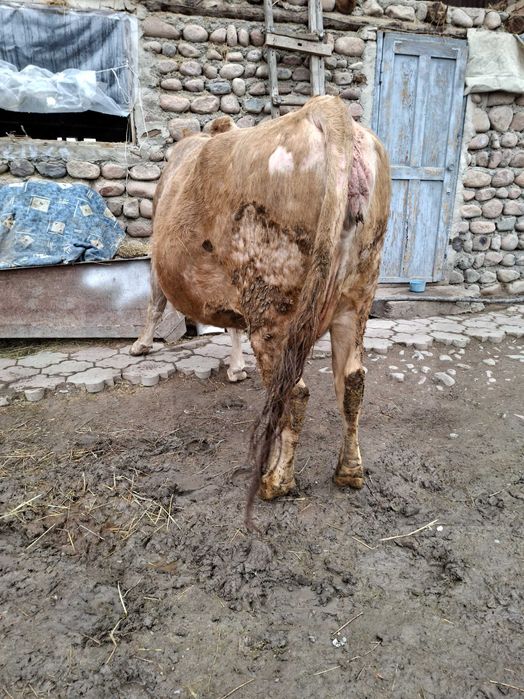 Стельная корова ...