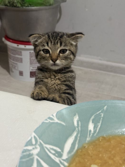 Продам шотландского вислоухого котенка