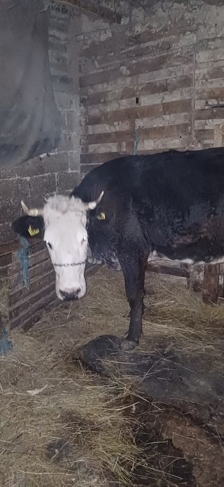 Vând vaca baltata românească