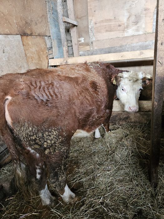 Продаются коровы белоголовые