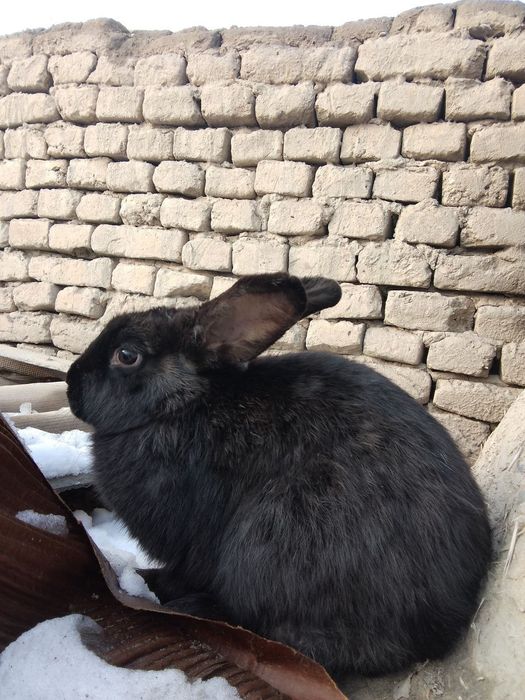 Bir juft quyon sotiladi