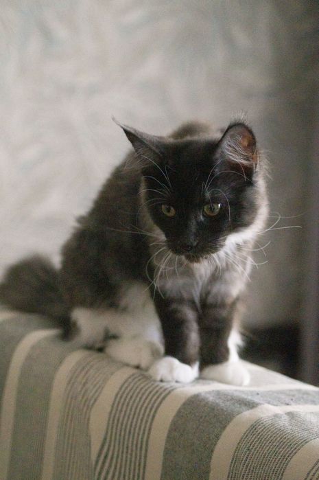 Мейн-кун, девочки