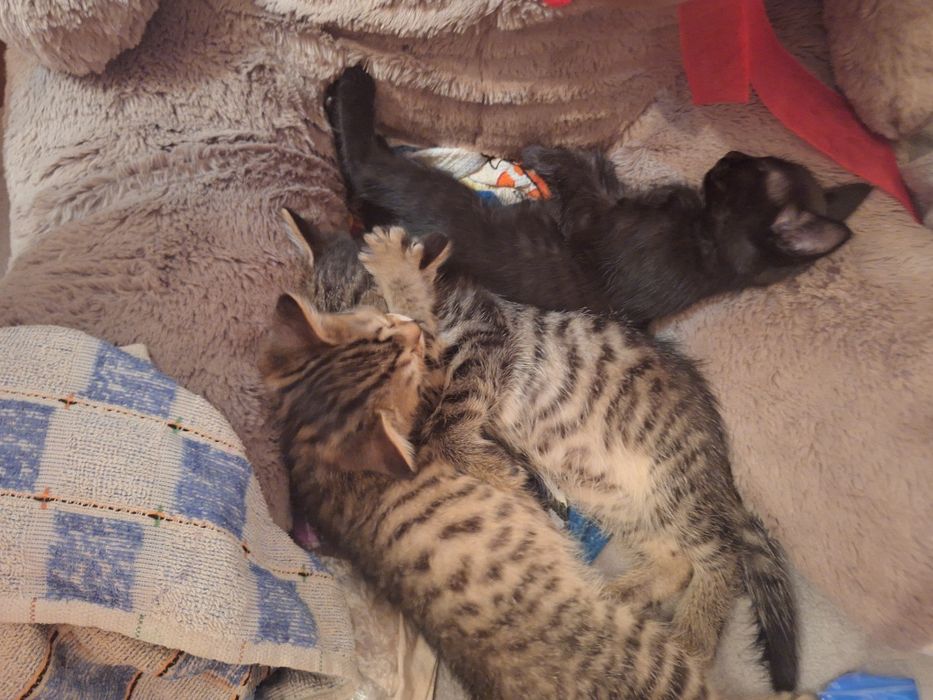 Отдам котят бесплатно