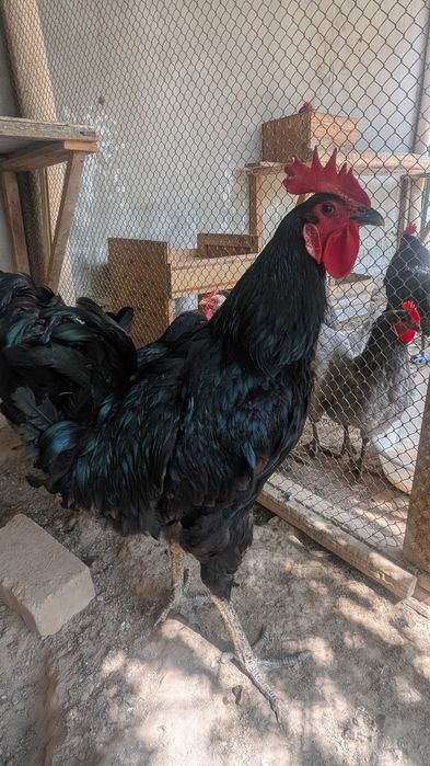 Петухи, хурозлар астралорп , джерси