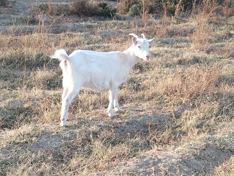 Сүтті ешкі  ылактарымен