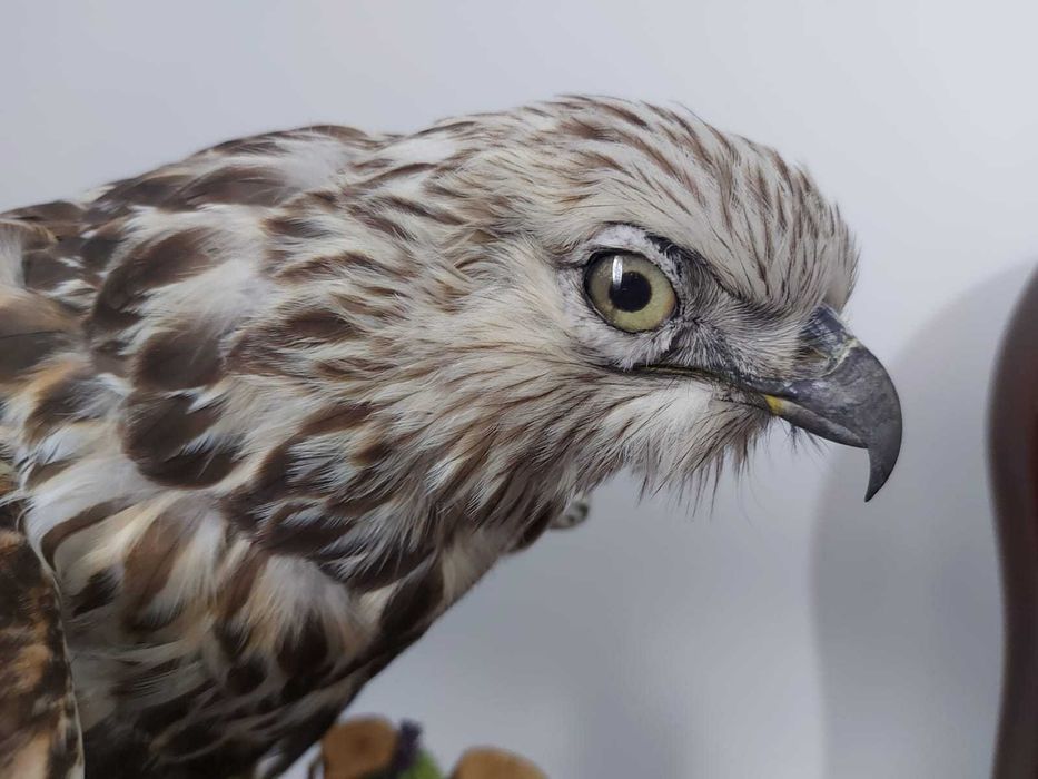 Sorecar incaltat impaiat - taxidermie Radauti • OLX.ro