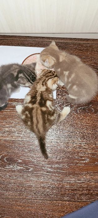 Продаю котенка шотландка девочка