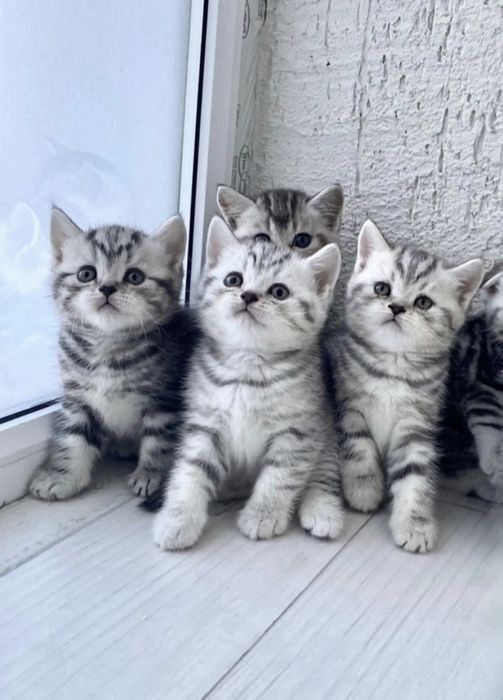 Чистокровные Британские котята