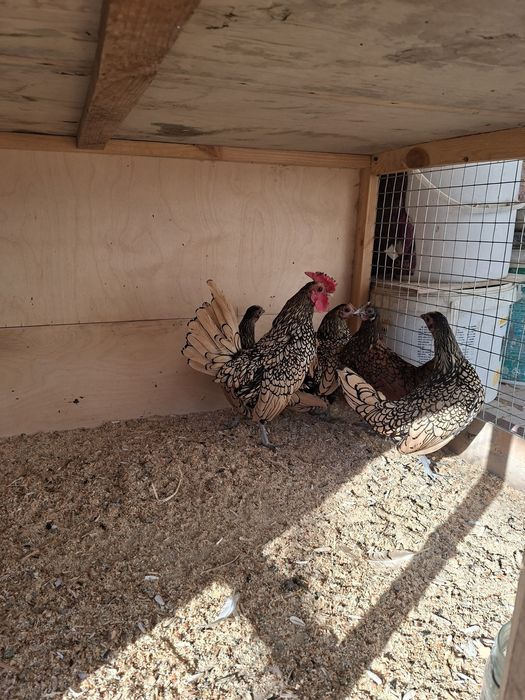 Сибрайт тухумларига заказ оламиз